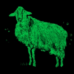 Fluo-sheep50x70-2026